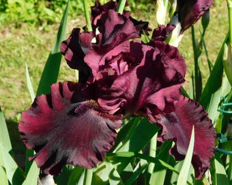 Pre-Sale, "Rio Rojo", Tall Bearded Iris, 1 Rhizome