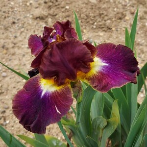 May include: Close-up of a vibrant iris flower. The petals display a rich palette of colors, including deep burgundy, purple, yellow, and white. Green leaves provide a contrasting backdrop. The flower's intricate details are clearly visible.