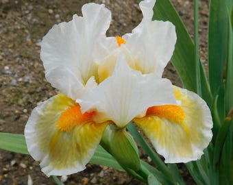 Pre-Sale, "Lumalite", SDB Bearded Iris, 1 Rhizome