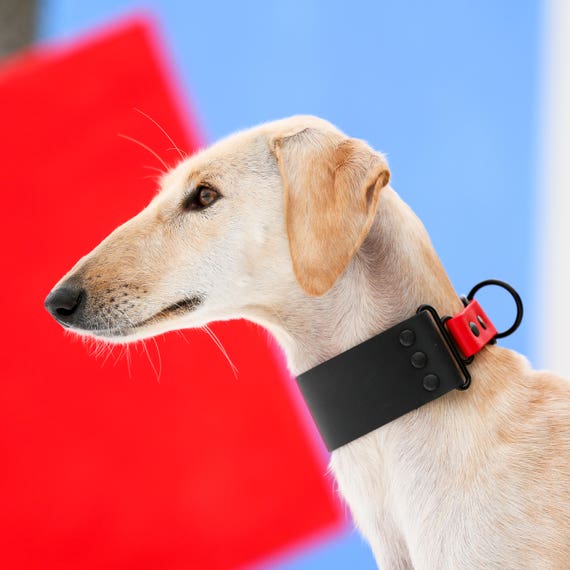 black dog martingale collar