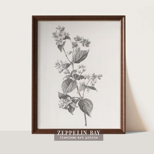 Botanical Sketch Art Print, Farmer's Jasmine, Farmhouse Wall Art,  Sketch, D15 , MAILED ART PRINT