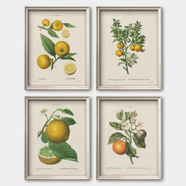 Citrus Print Etsy