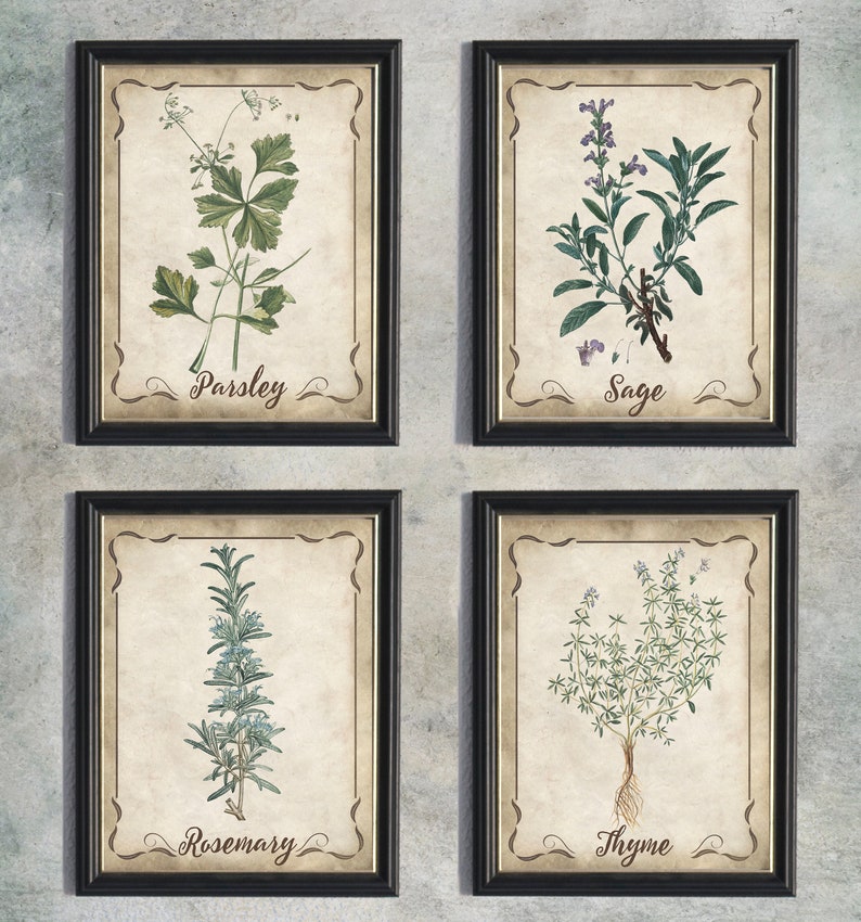Parsley Sage Rosemary & Thyme Vintage Botanical Print Set Etsy