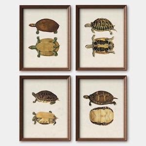 Vintage Turtle Print Set - Turtle Wall Art- Vintage Turtle Posters - Turtle Wall Decor  - Art Print Set