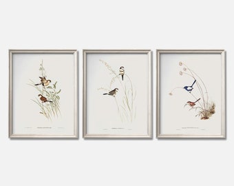 Wrens & Finches Print Set of 3 | Antique Bird Art Prints | Neutral Ornithology Wall Art