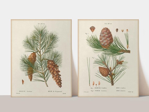 Pine Cone Scientific Illustration