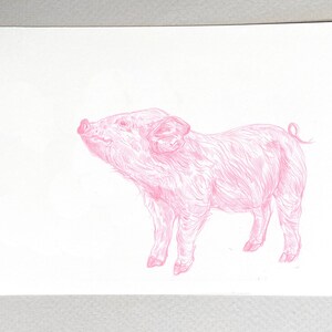 May include: A pink piglet illustration with a curly tail, drawn in a detailed line style.