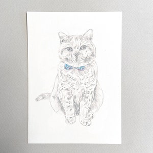 May include: A black and white pencil drawing of a cat wearing a blue and white bow tie. The cat is sitting with its front paws together and its back paws slightly spread apart. The cat is looking directly at the viewer.