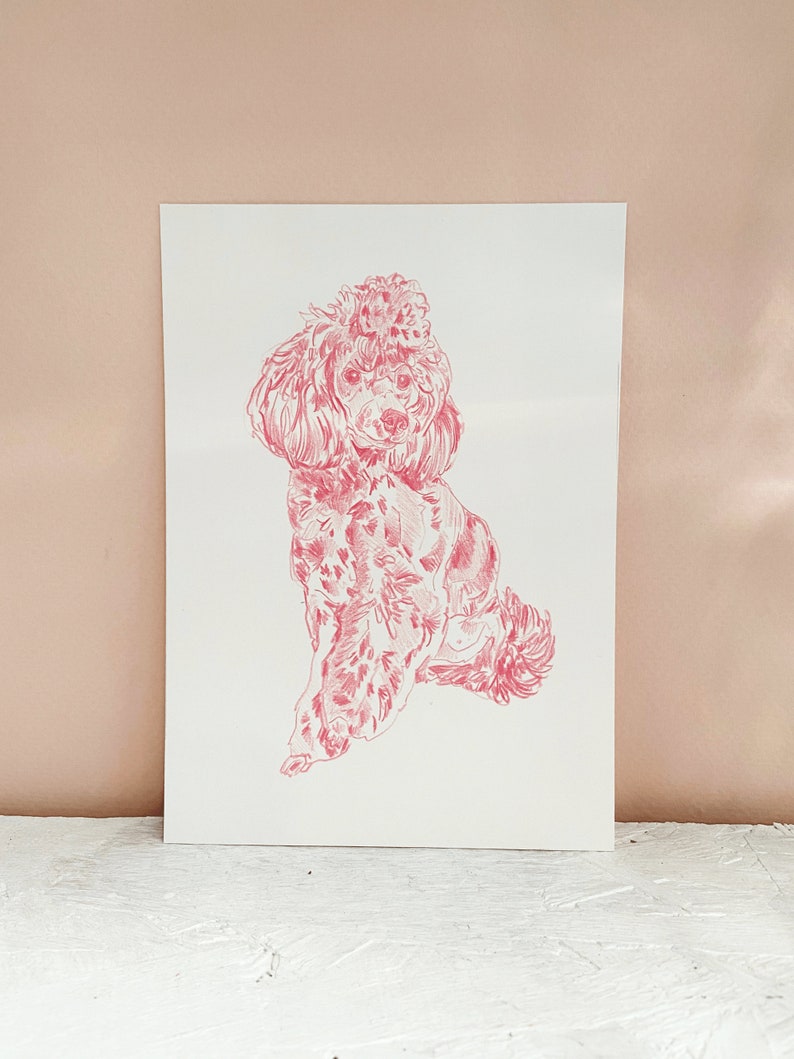 May include: A pink line drawing of a poodle sitting on a white background.