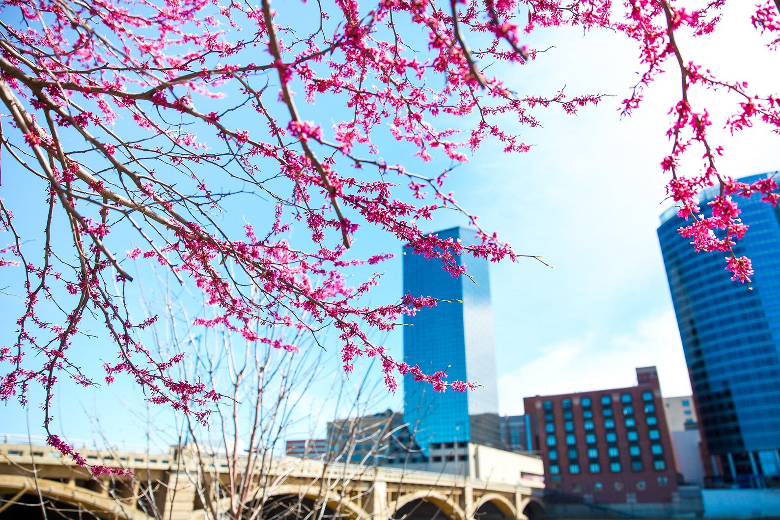 Grand Rapids Michigan Spring Pink Tree Blossom Skyline Etsy