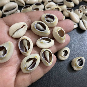 Cowrie Shell, medium, Natural Shell Bead, Cut Back no Hole Seashell, Bulk Shells, 18mm to 22 mm, 30 Shells, craft supply