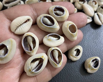Concha de cauri, mediana, cuenta de concha natural, concha marina recortada sin agujero, conchas a granel, 18 mm a 22 mm, 30 conchas, suministro artesanal