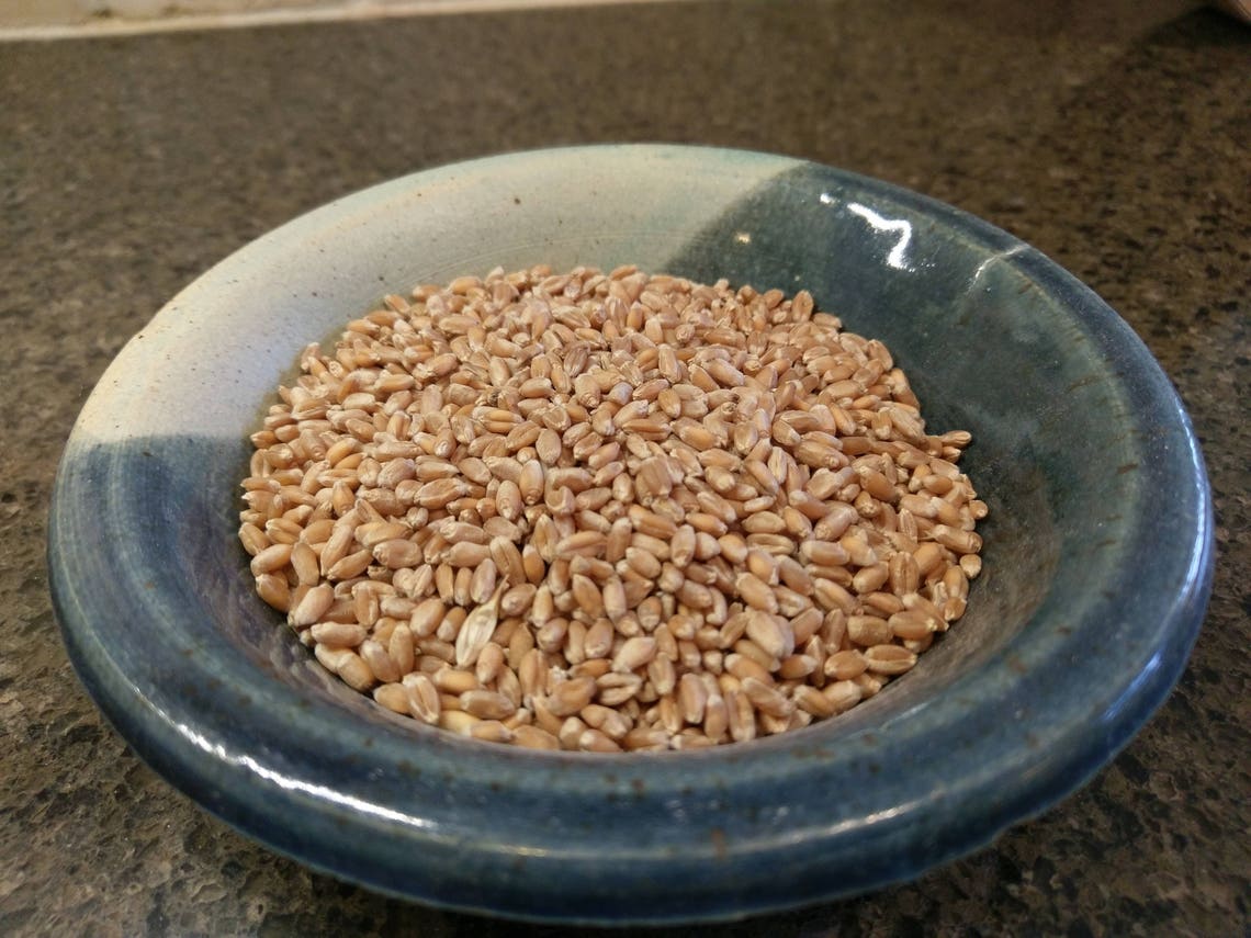 Red Fife Wheat Berries 15 Lb Etsy
