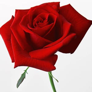 Red Rose Cross Stitch Pattern