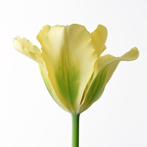 Spring Tulip Cross Stitch Pattern