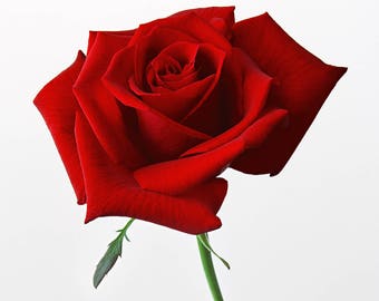 Rote Rose Kreuzstich Anleitung