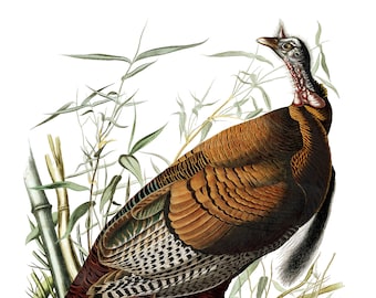 Audubon's Plate 1 Wild Turkey Cross Stitch Pattern