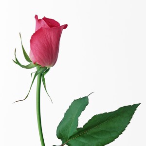 Pink Rose Cross Stitch Pattern