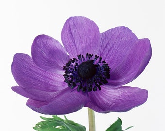 Purple Anemone Cross Stitch Pattern