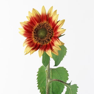 Painted Red Sunflower Cross Stitch Pattern