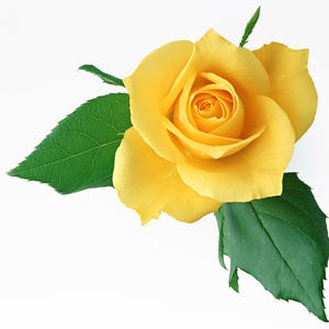 Yellow Friendship Rose Bud Cross Stitch Pattern