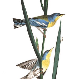 May include: Two small birds perched on a green stem with red and yellow flowers. The bird on the top is blue and yellow, while the bird on the bottom is gray and yellow.
