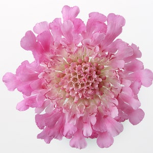 Pink Scabiosa Flower Cross Stitch Pattern