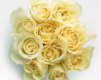 Pode incluir: Um buquê de rosas cor de creme dispostas em forma circular. As rosas estão em diferentes estágios de floração, algumas estão totalmente abertas e outras ainda estão fechadas.