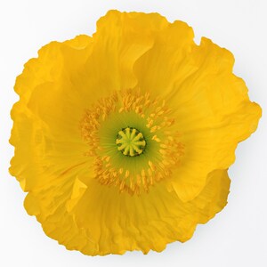 Yellow Poppy Cross Stitch Pattern