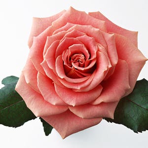 Pink Rose Cross Stitch Pattern