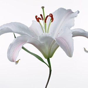 White Lily Cross Stitch Pattern