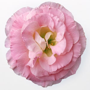 Pink Poppy Cross Stitch Pattern