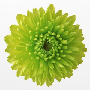 Chrysanthemum Bloom Cross Stitch Pattern