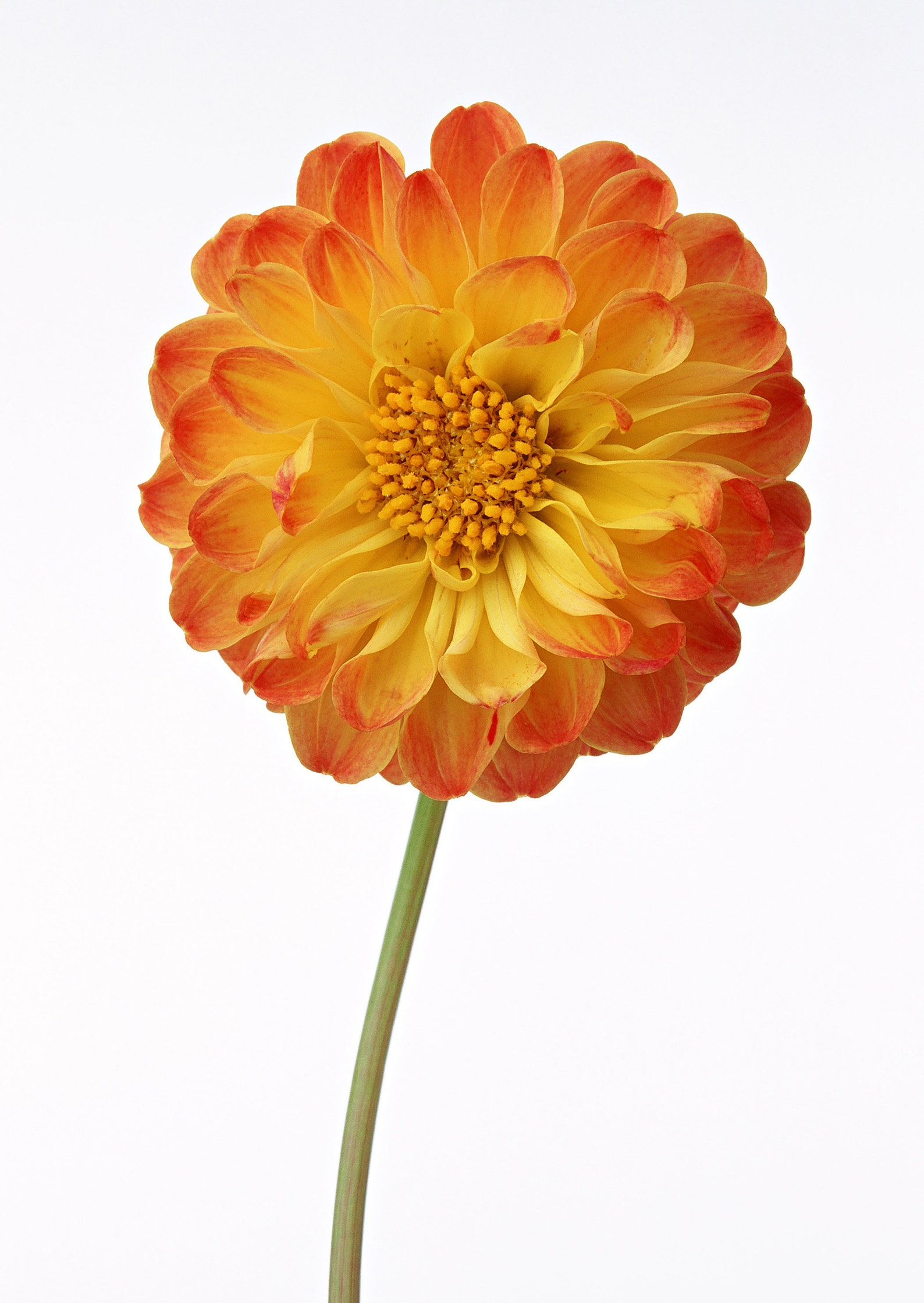 Marigold Cross Stitch Pattern Etsy