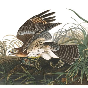 Audubon’s Plate 71 Winter Hawk Cross Stitch Pattern