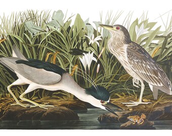Audubon’s Plate 236 Night Heron Cross Stitch Pattern