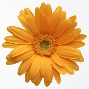 Könnte beinhalten: Eine einzelne, leuchtend gelbe Gerbera mit gelber Mitte. Die Blume hat viele Blütenblätter und ist in voller Blüte.