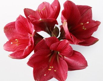 Red Orchid Quartet Cross Stitch Pattern