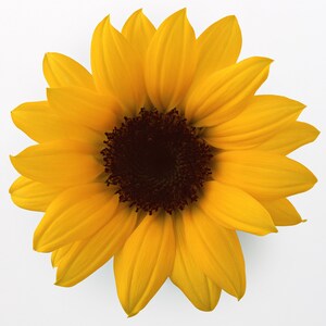 Yellow Sunflower Cross Stitch Pattern