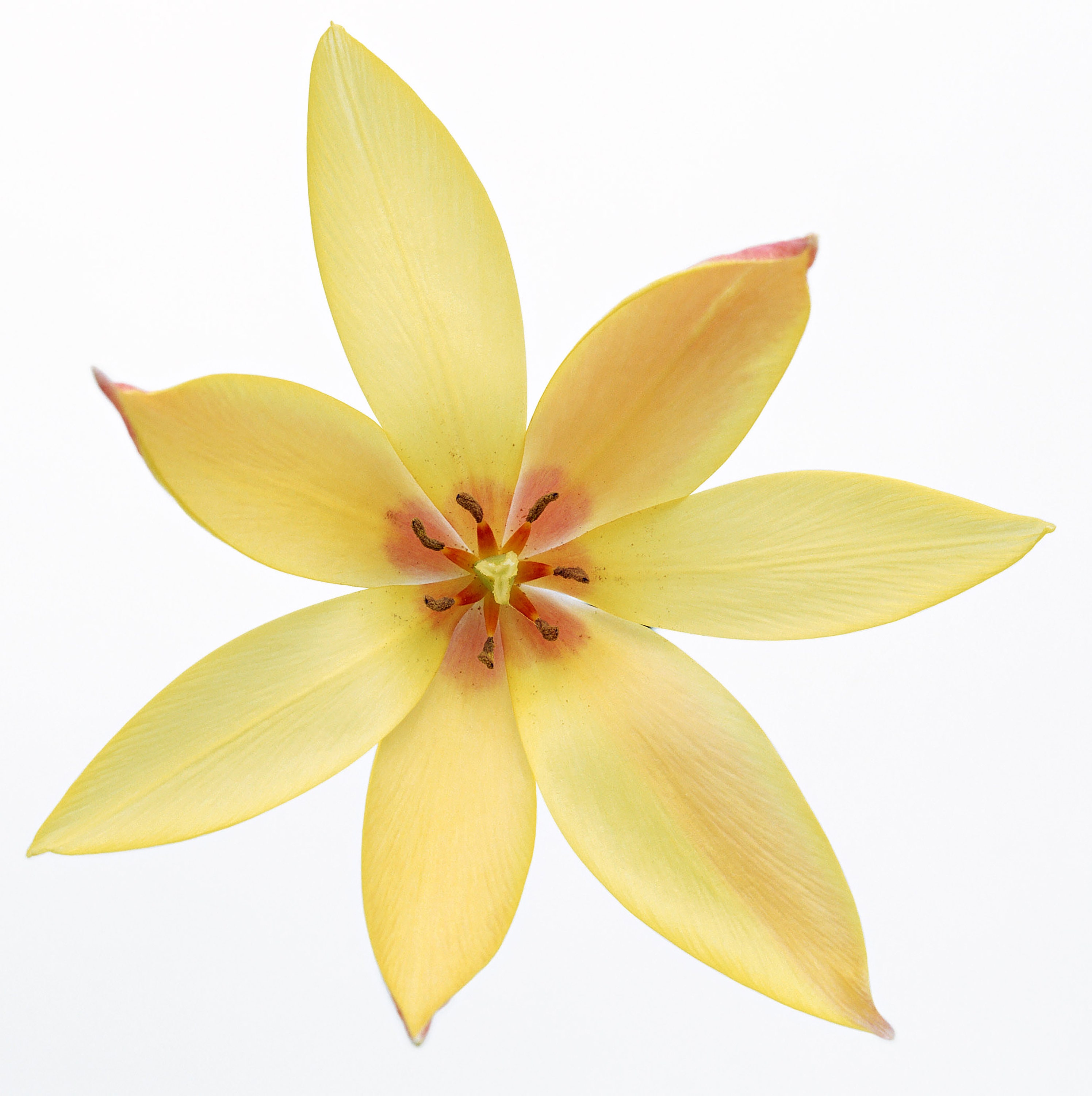 Yellow Asiatic Lily Cross Stitch Pattern - Etsy