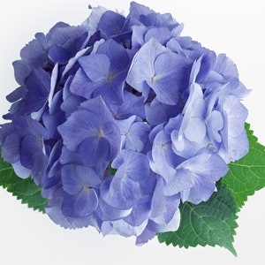 May include: A close-up of a blue hydrangea flower with green leaves. The flower is in full bloom and the petals are soft and delicate.