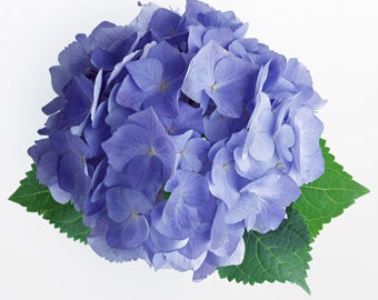 Violet Hydrangea Cross Stitch Pattern