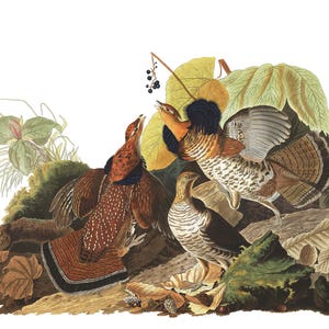 Audubon’s Plate 41 Ruffed Grouse Cross Stitch Pattern