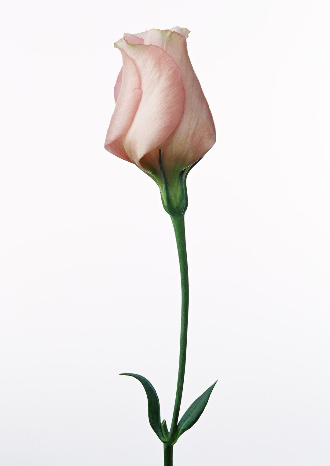Pink Rose Stitch Pattern - Etsy