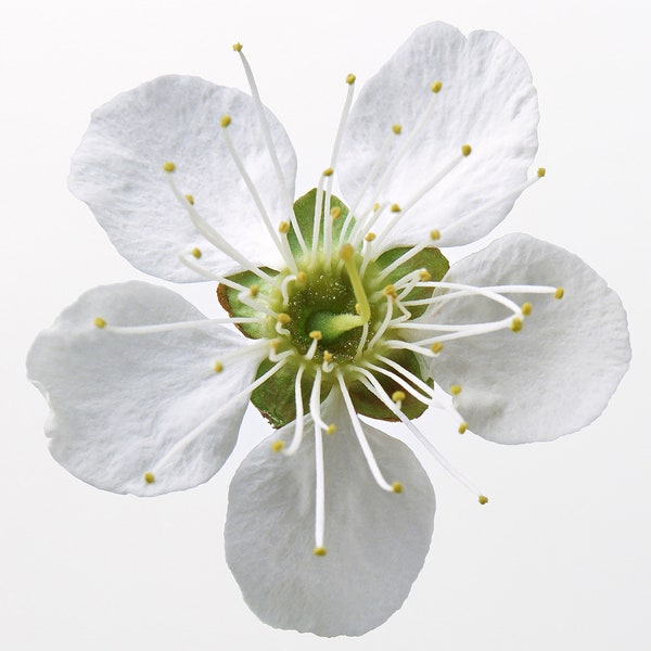 Dogwood Blossom Cross Stitch Pattern