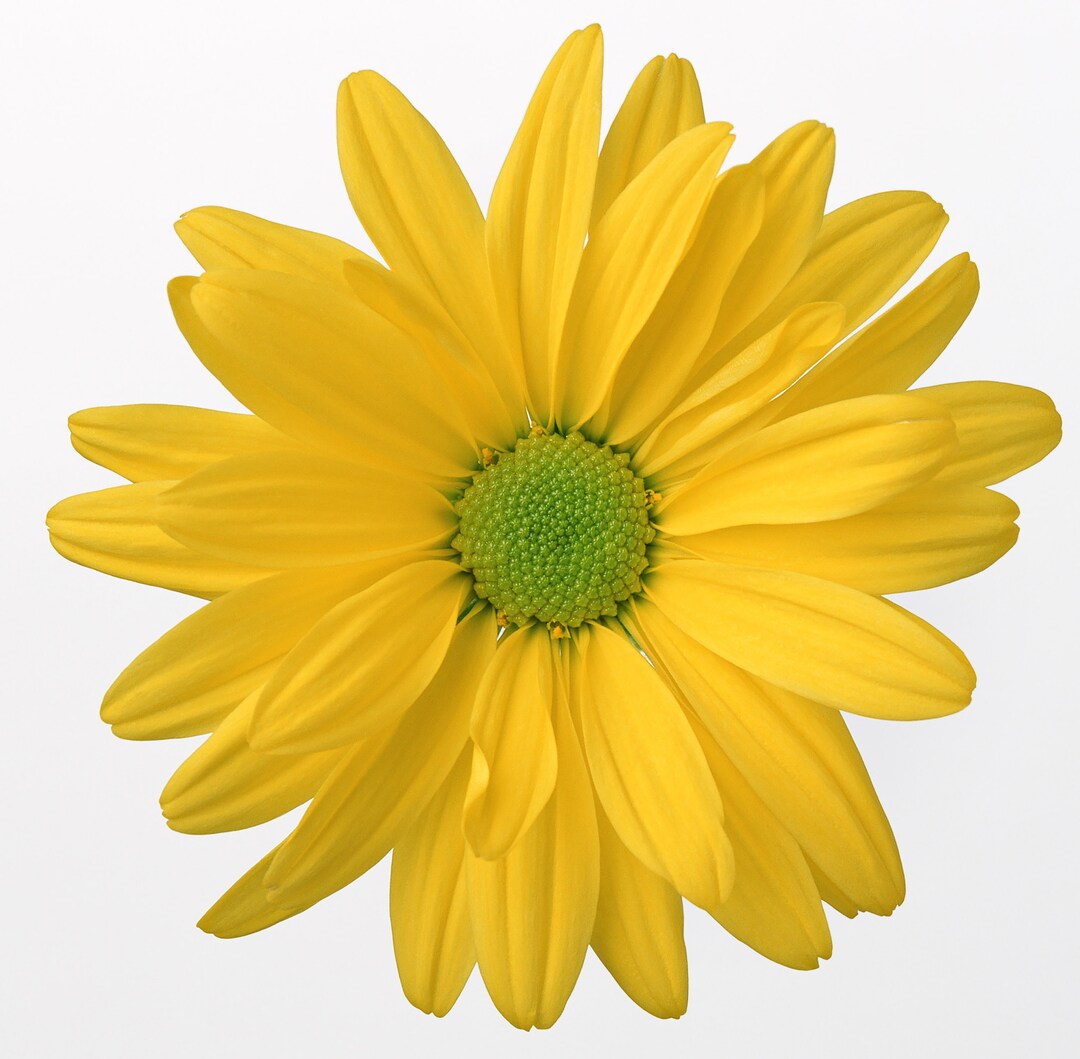 Yellow Oxeye Daisy Cross Stitch Pattern - Etsy