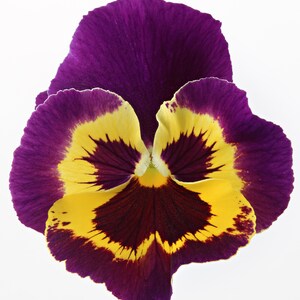 May include: A single pansy flower with purple and yellow petals and a dark burgundy centre. The flower is heart-shaped and in full bloom.
