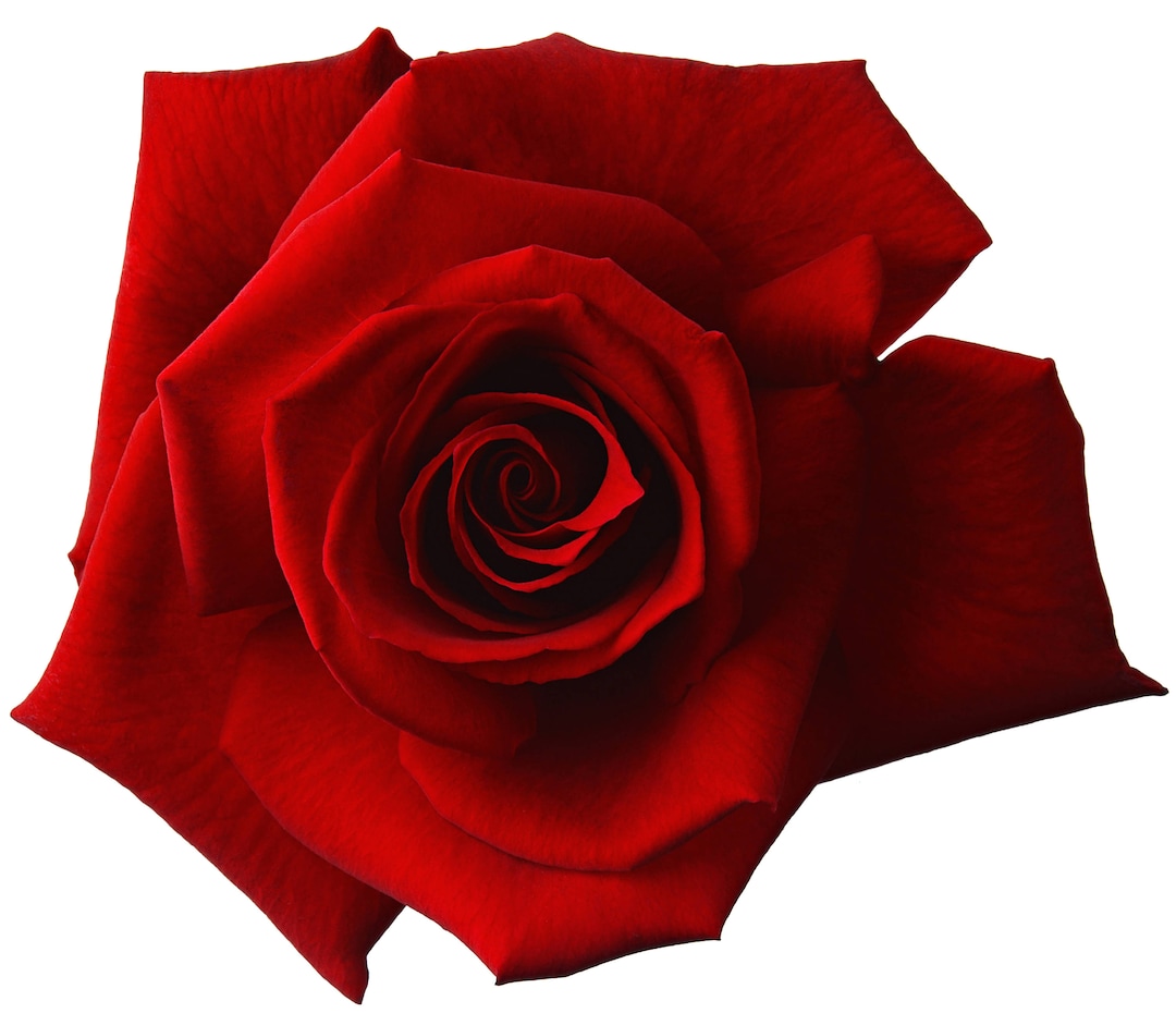 Red Roz Print Red Red Rose Cross Stitch Pattern - Etsy