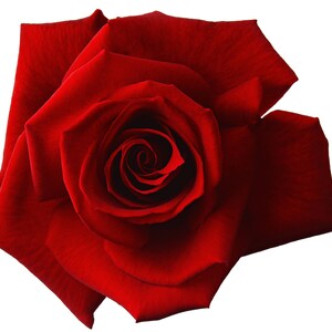 Red Red Rose Cross Stitch Pattern