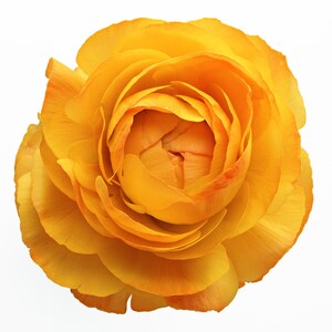 The Yellow Rose Cross Stitch Pattern